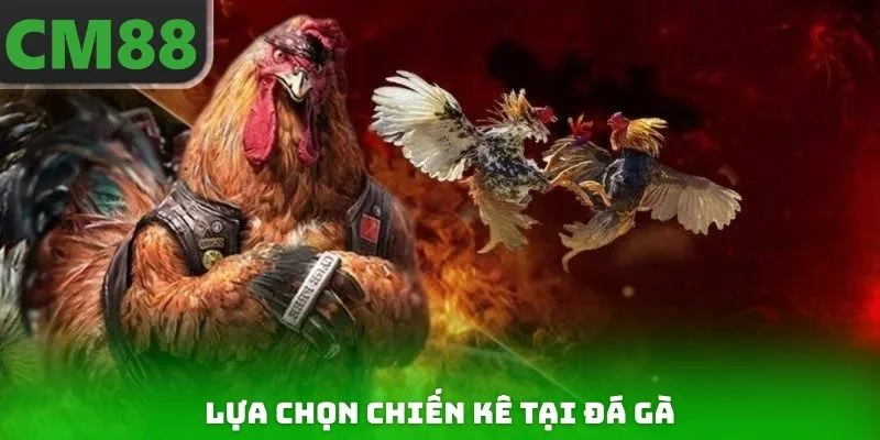 Lựa chọn chiến kê tại đá gà