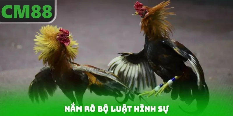 Nắm rõ Bộ Luật Hình Sự